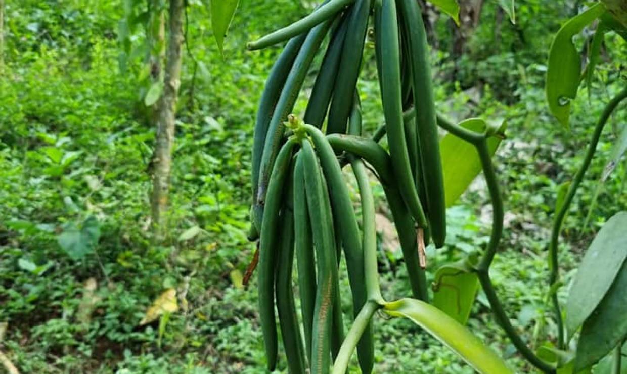 Vanille © Plantation Vanilla-Bourbon