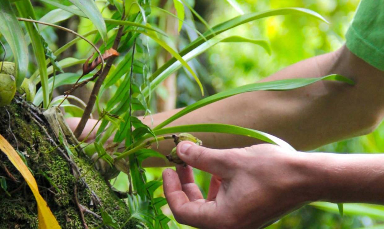 Plantation Vanilla-Bourbon © Office de Tourisme de l'Est (La Réunion)