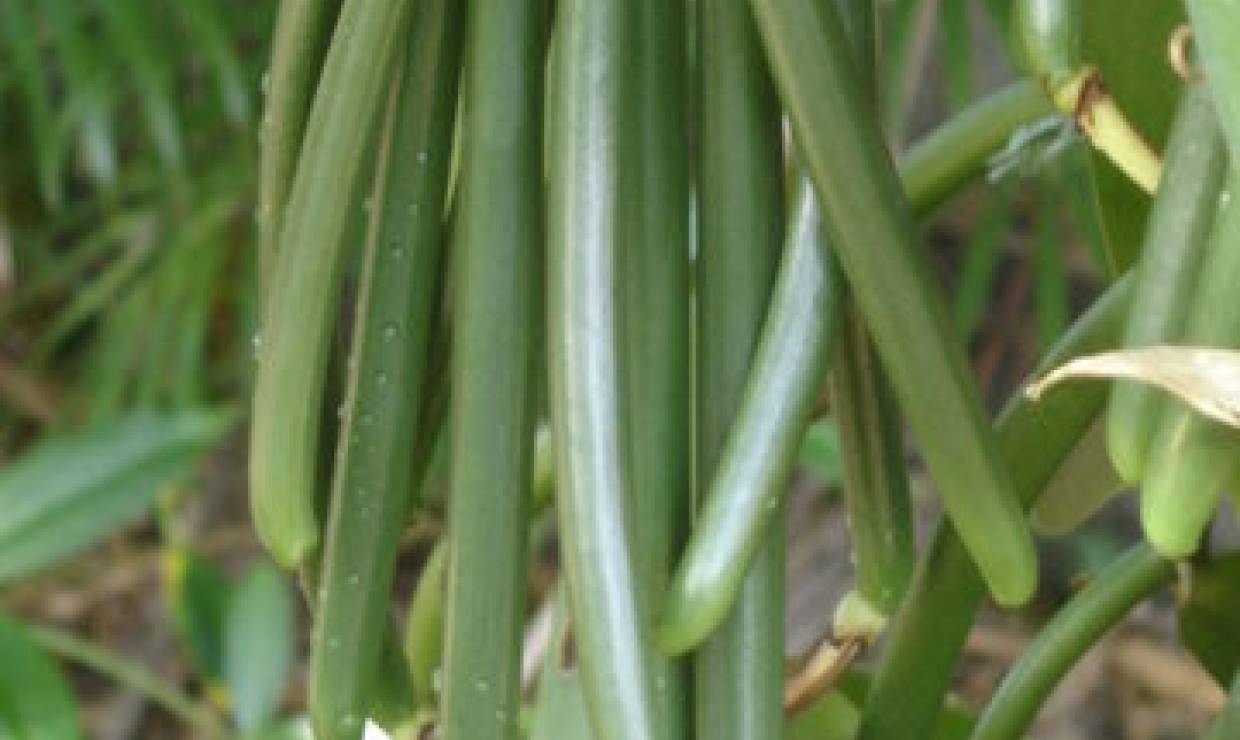 Plantation Vanilla-Bourbon, vanille © Ile de La Réunion Tourisme