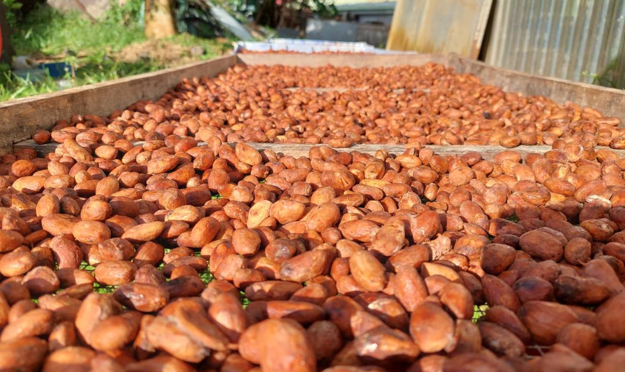 Séchage des fèves cacao, Bitasyon Bio © Sébastien Domballe