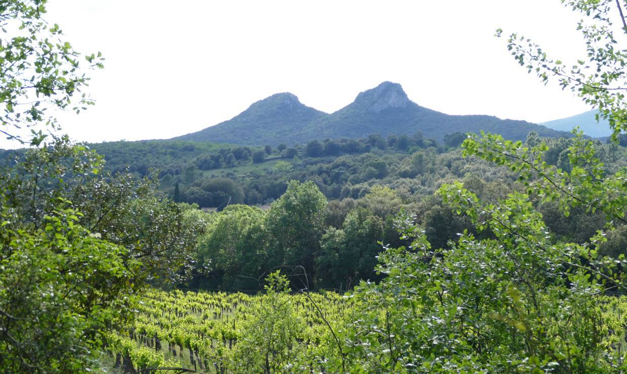 Vignoble 2