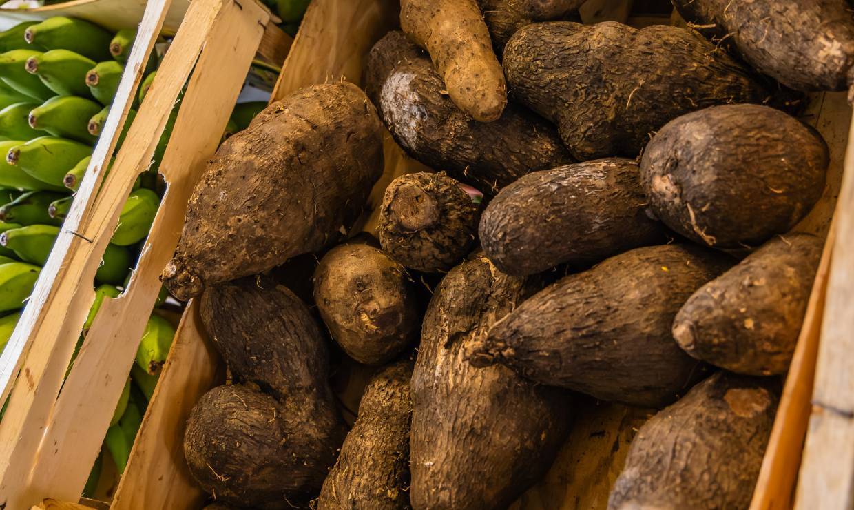 Domaine Natirèl, manioc © Dannick Narcisse - OFB