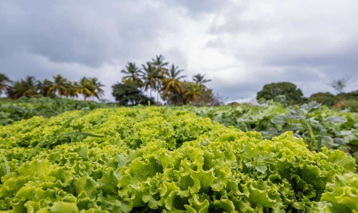Domaine Natirèl, salades © Dannick Narcisse - OFB