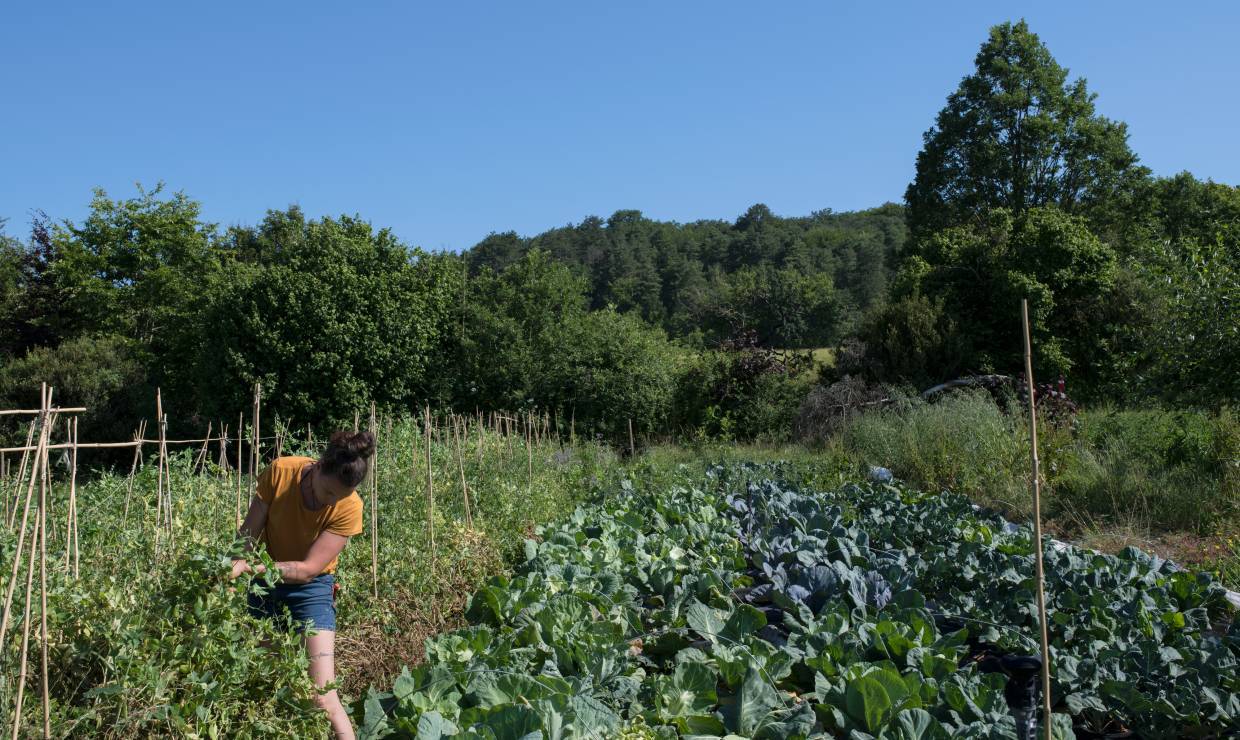 Les pigments du jardin