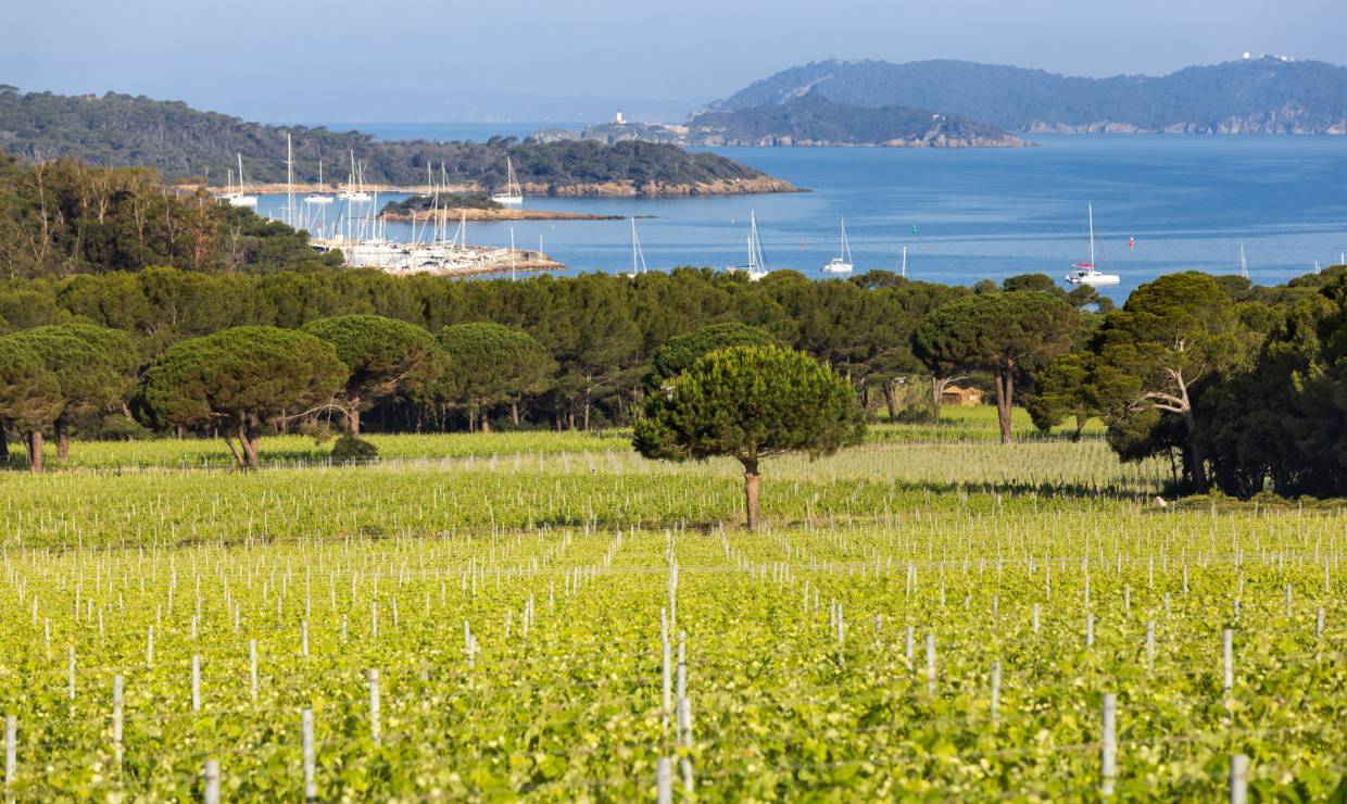 Vue depuis le vignoble de la Courtade