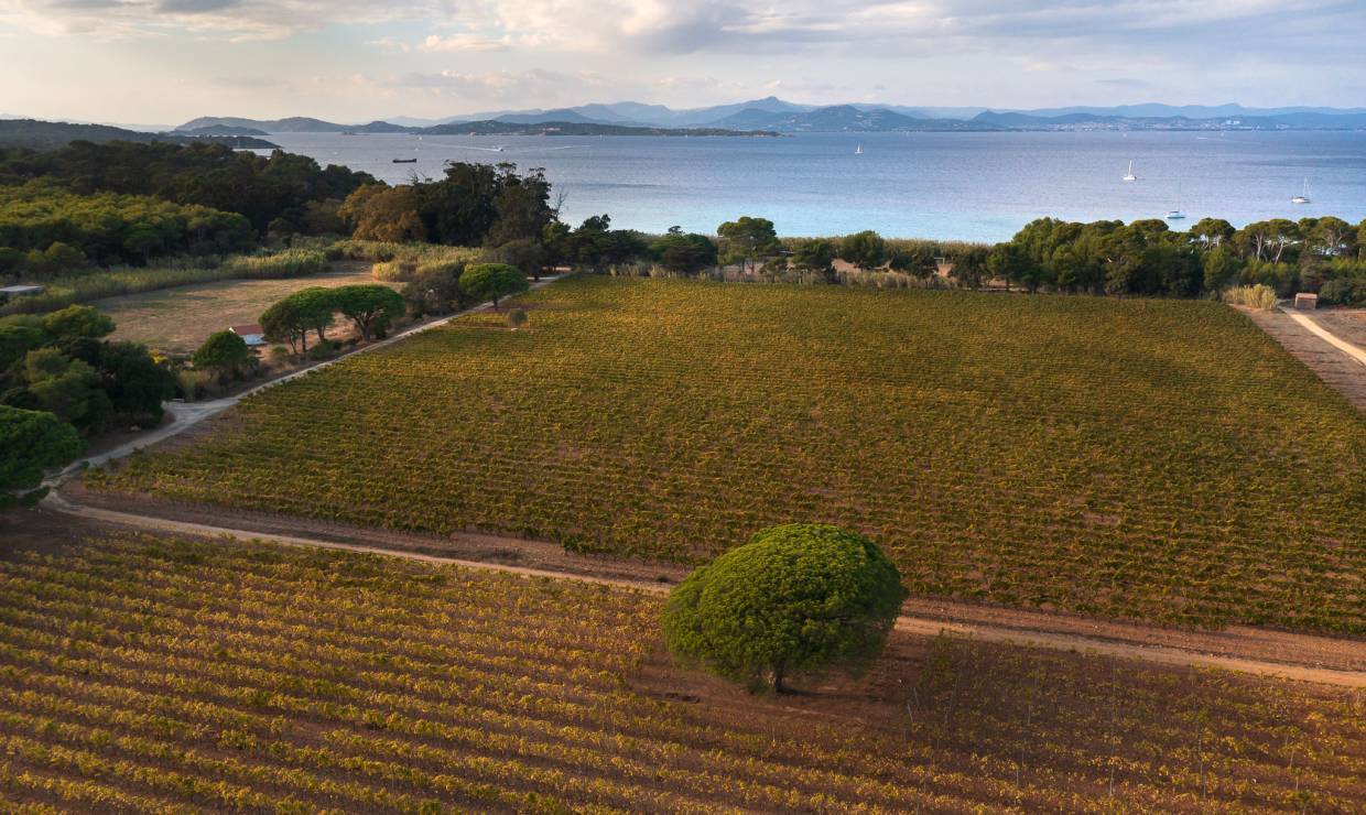 Vue du vignoble de la Courtade