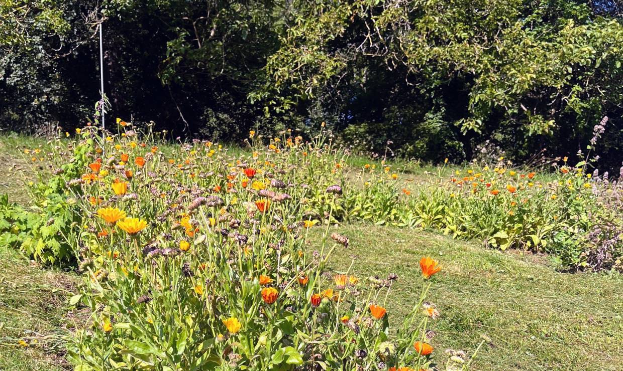 Fleurs comestibles