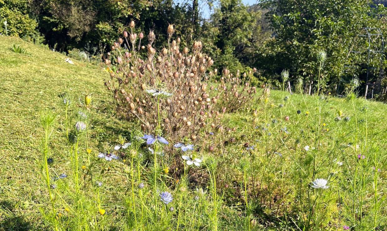 Fleurs comestibles