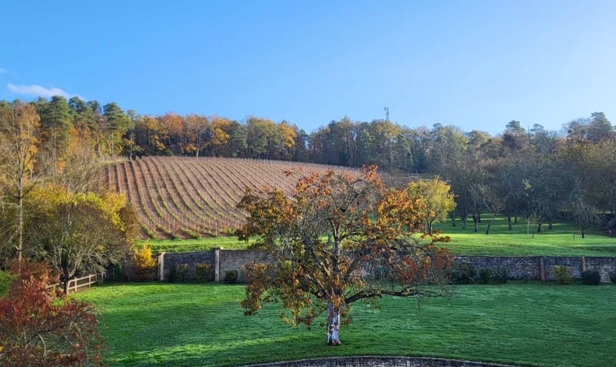 Vigne du Château de Tavannes