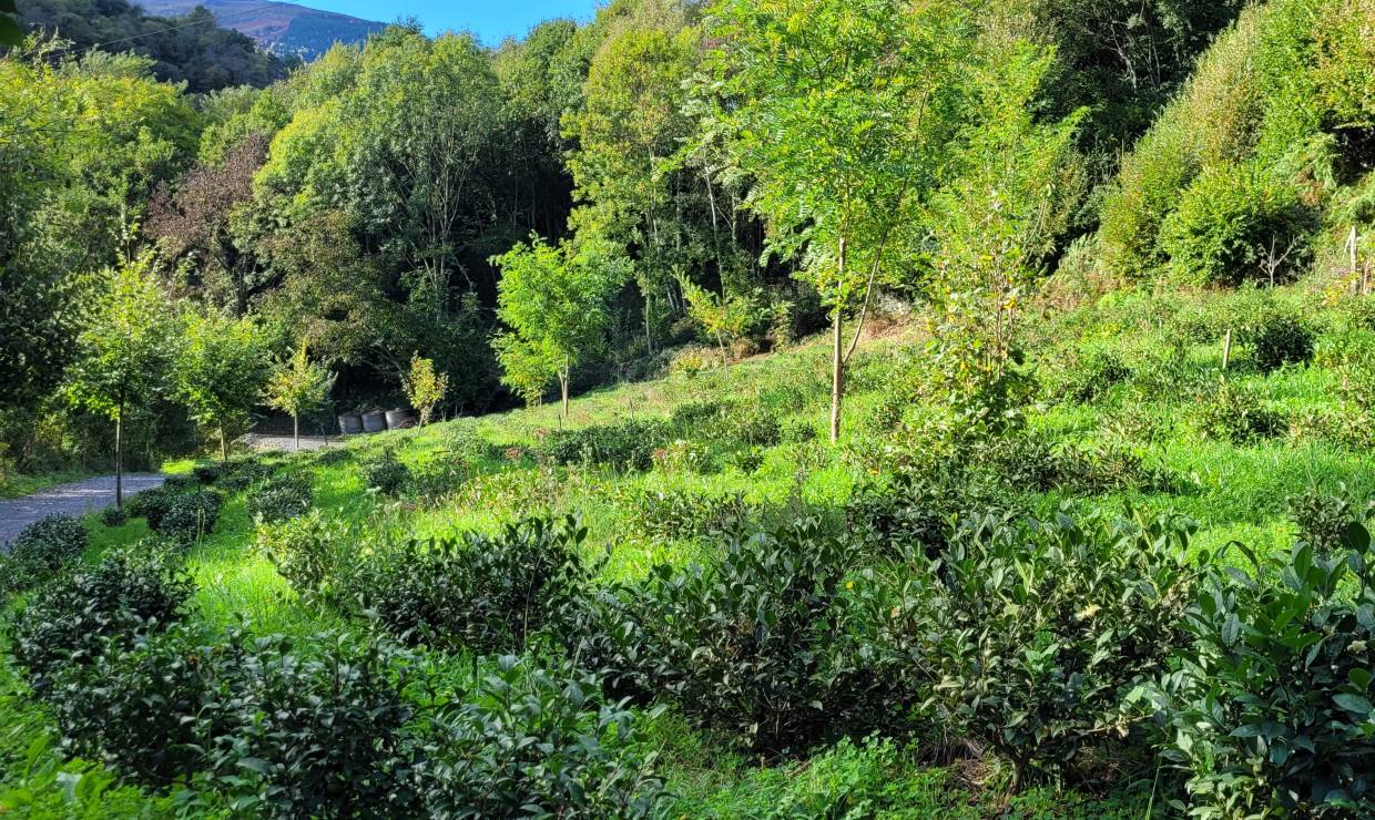 Les terrasses de l'Arrieulat - A. BUTTIFANT - Parc national des Pyrénées