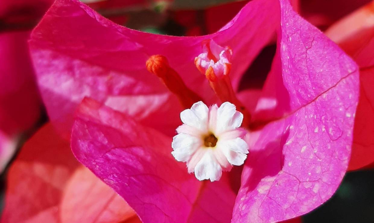 bougainvillier