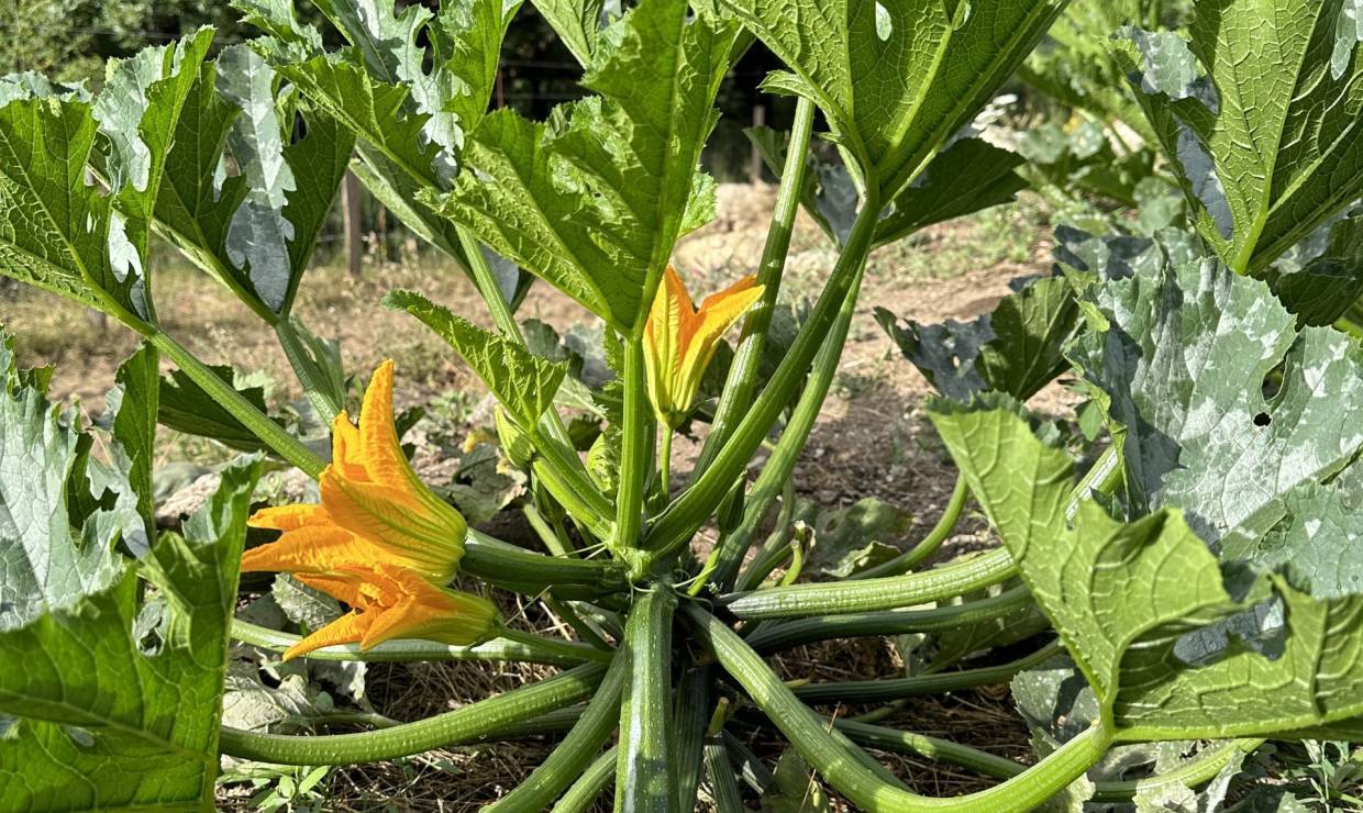 Courgettes