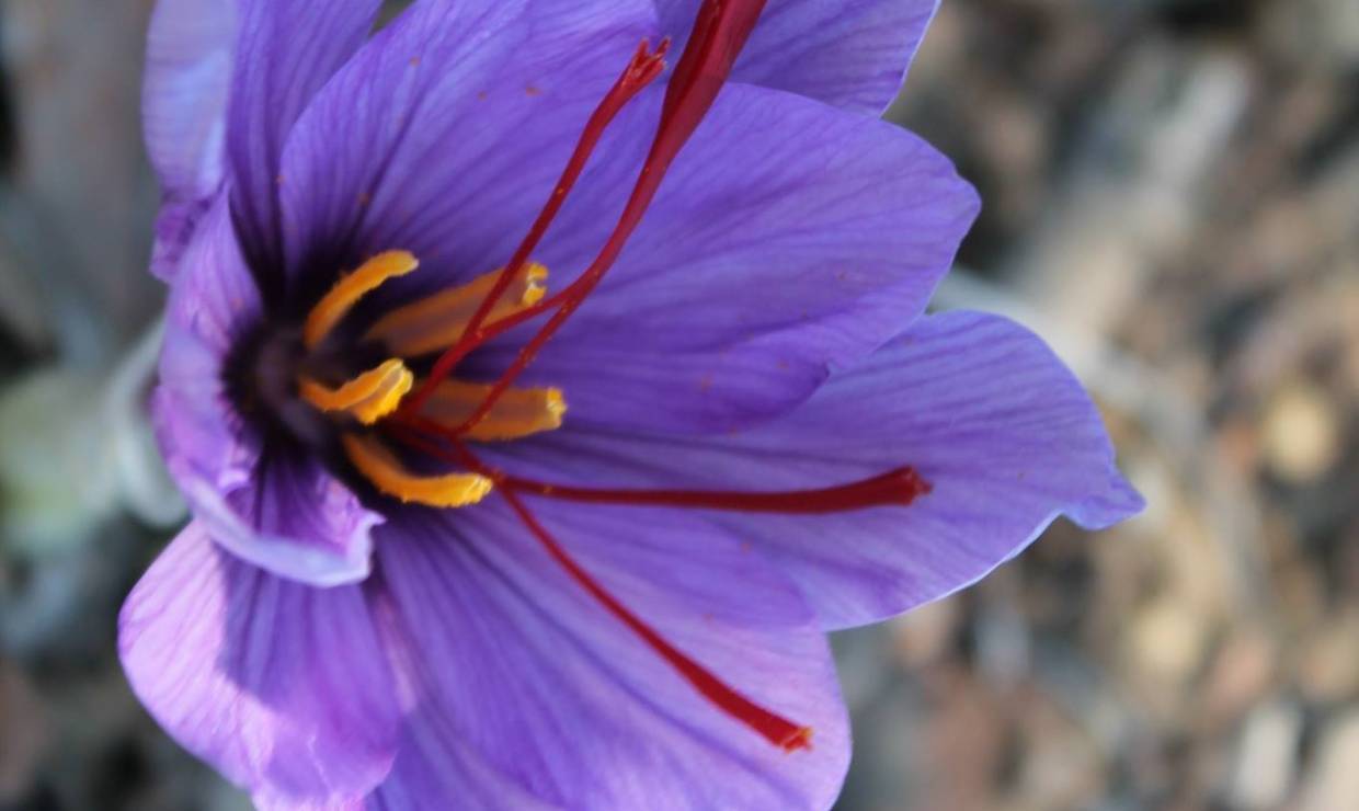 Fleur de Safran