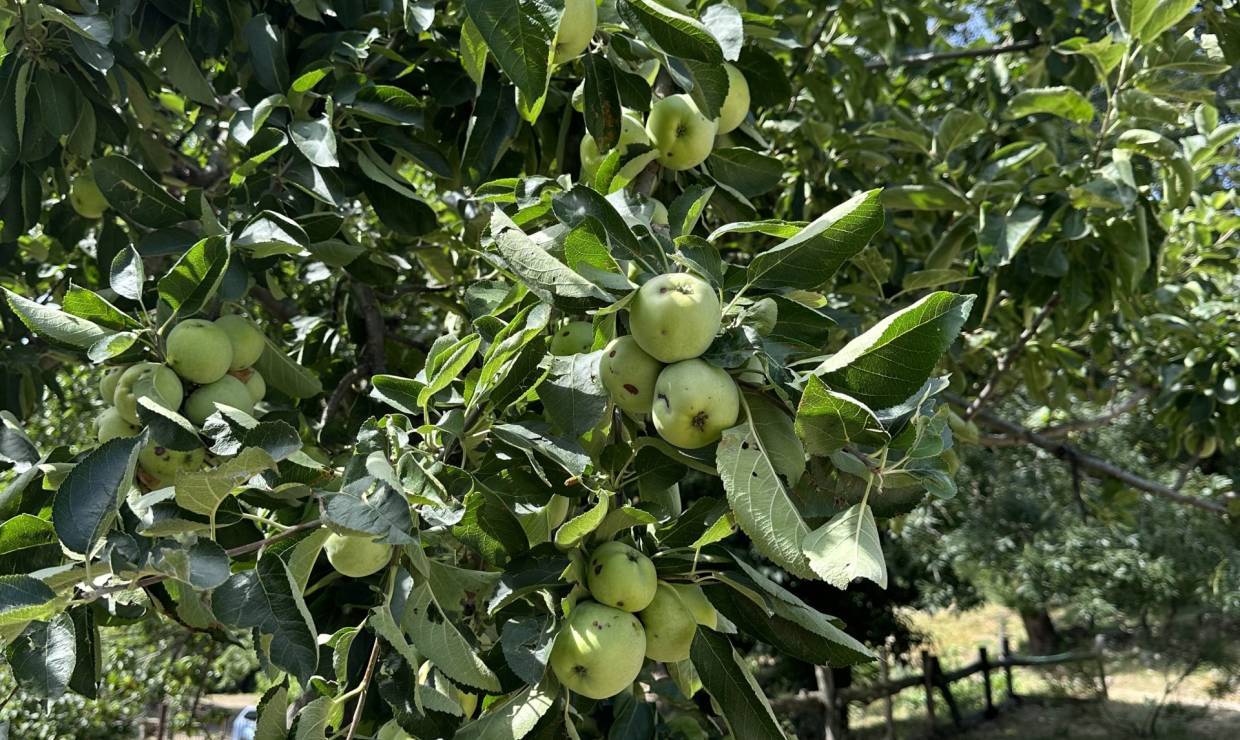 Pommier