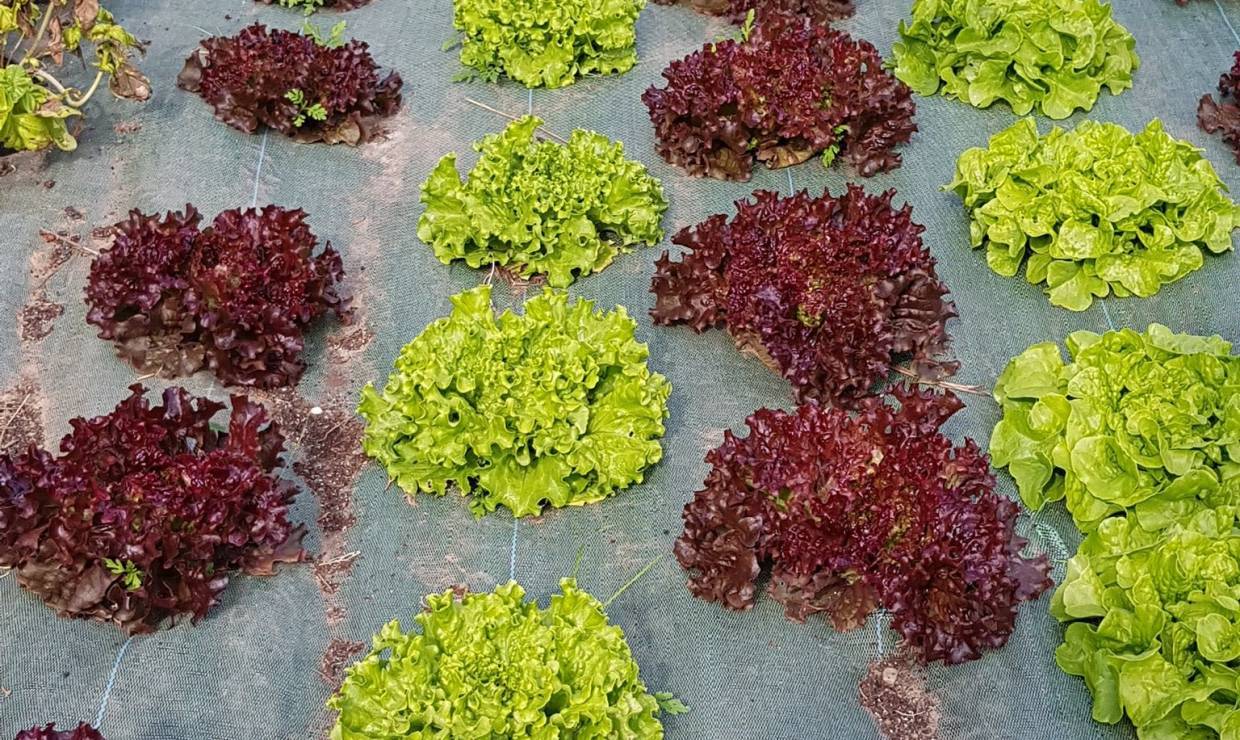 Salades