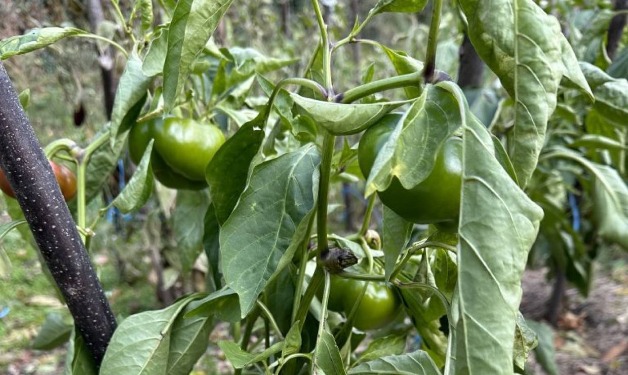 Poivron