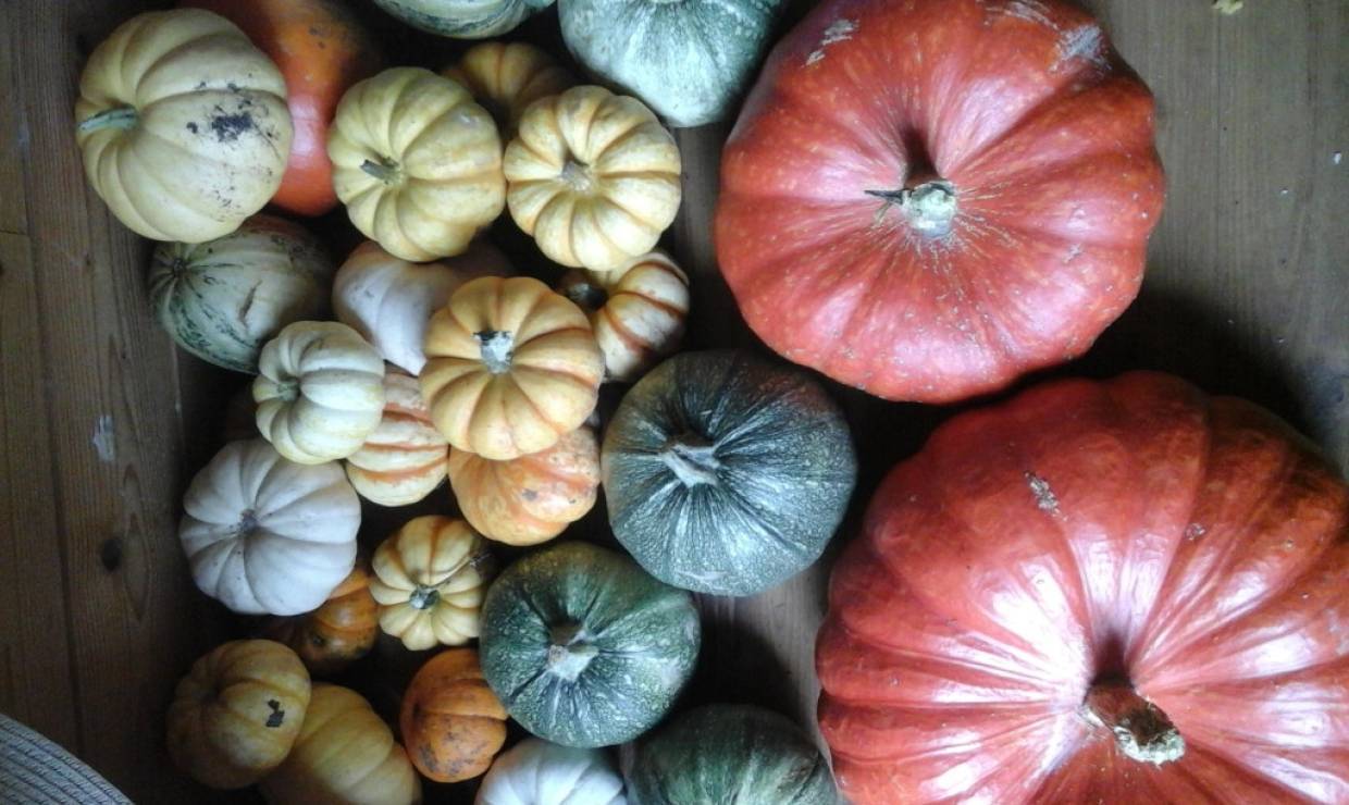 Courges