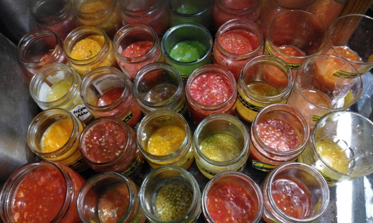 Pestos et coulis