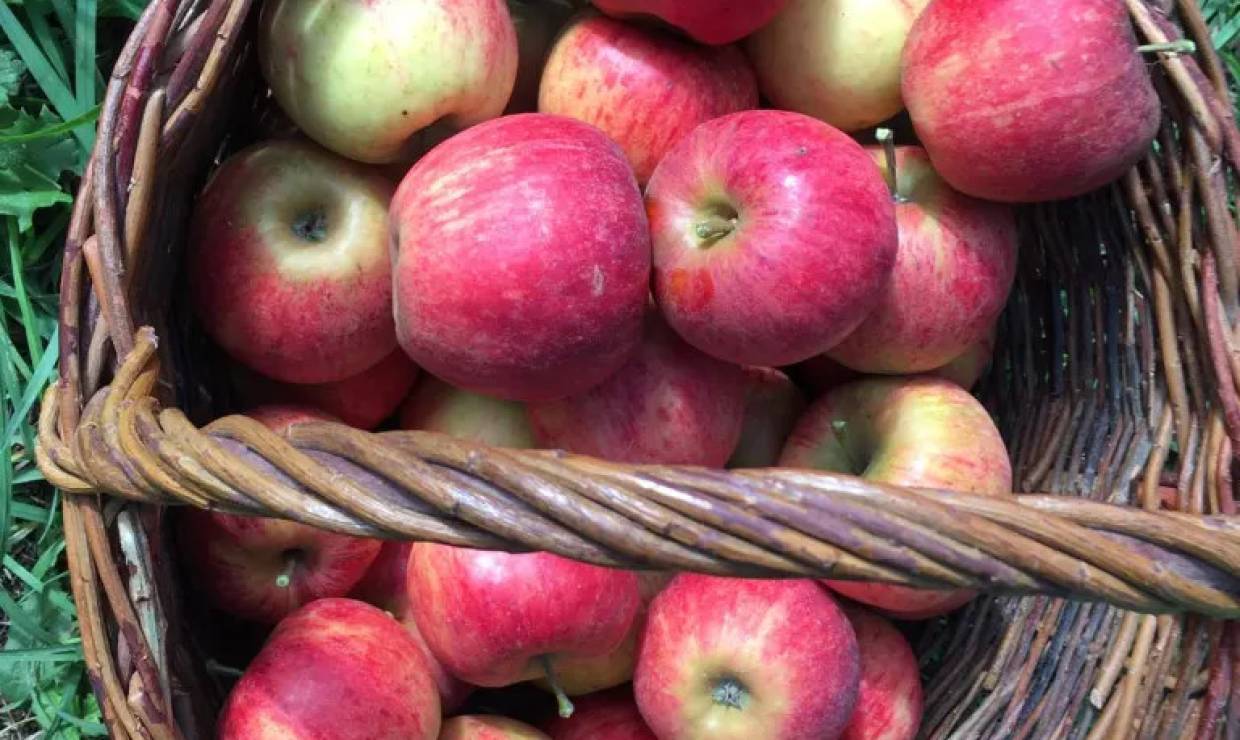Pommes locales