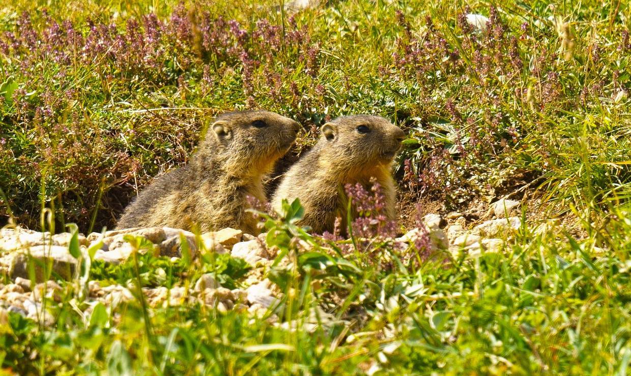 Goûter avec les Marmottes 2 -  Esprit Parc national Vanoise