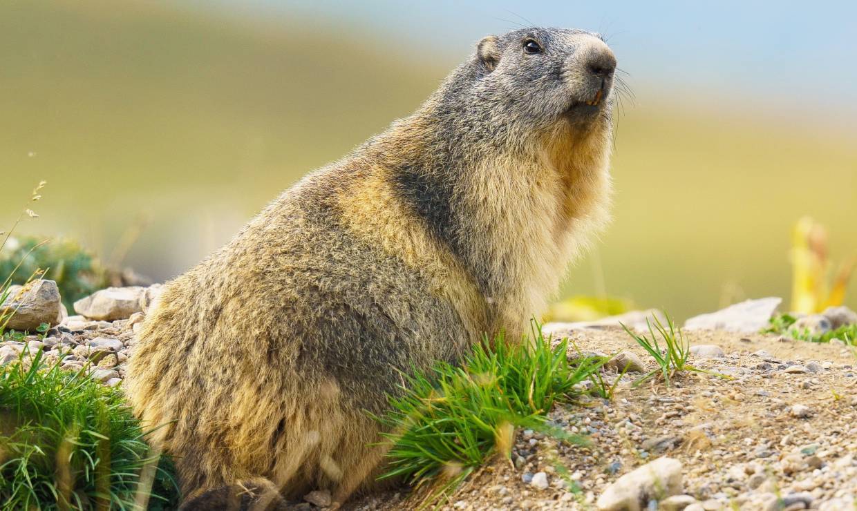 Goûter avec les Marmottes 3 -  Esprit Parc national Vanoise
