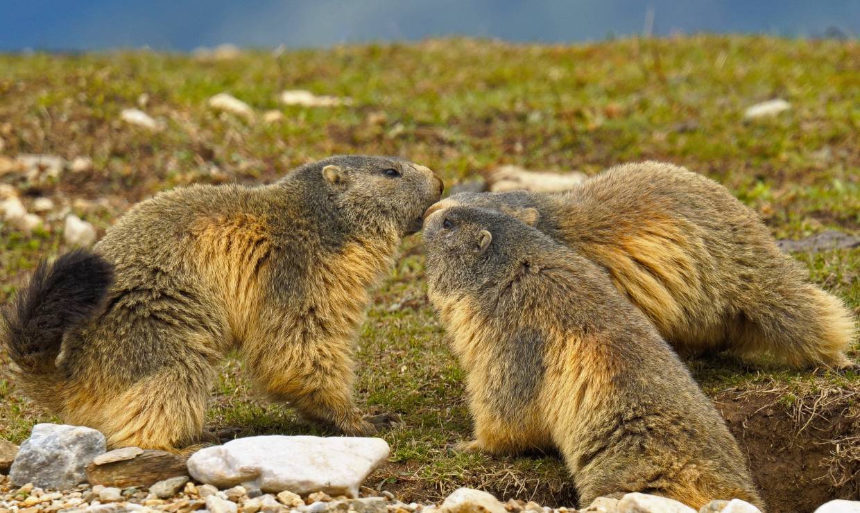 Goûter avec les Marmottes 4 -  Esprit Parc national Vanoise