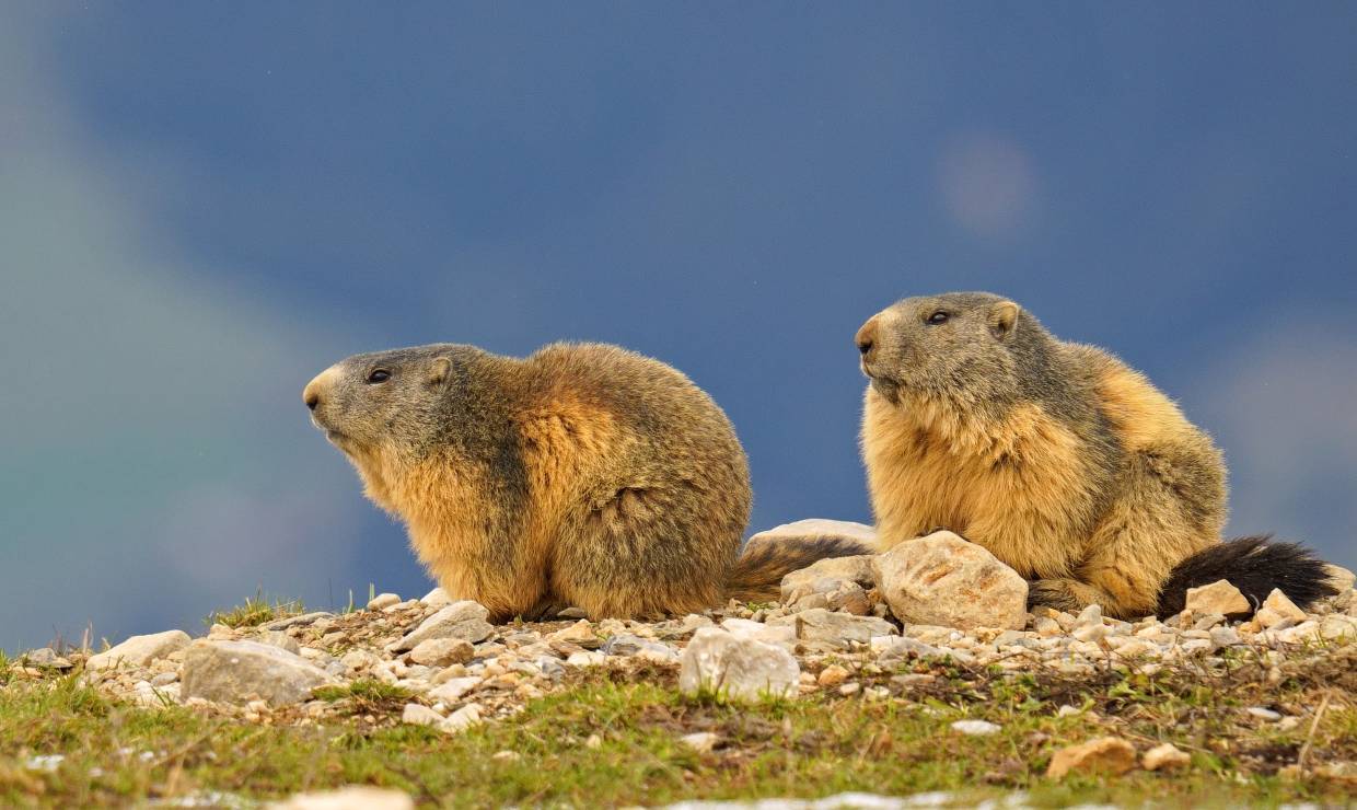 Goûter avec les Marmottes 5 -  Esprit Parc national Vanoise