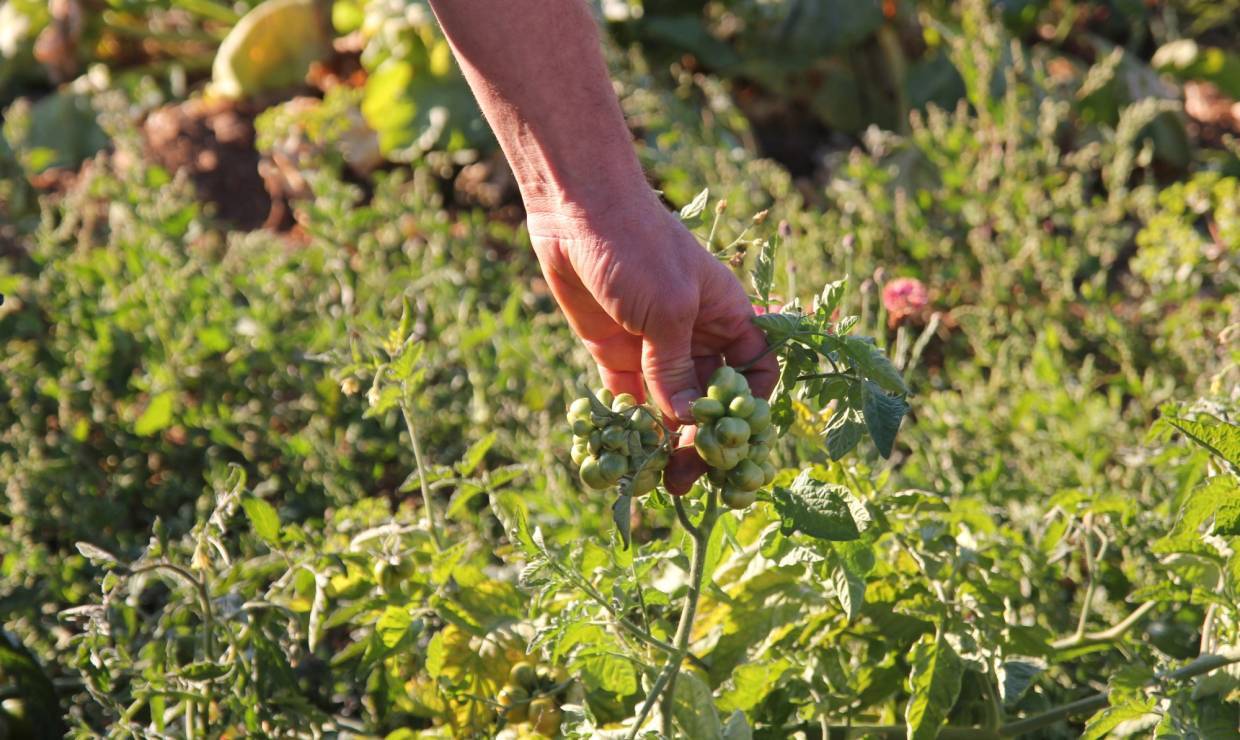 Tomate du voyageur