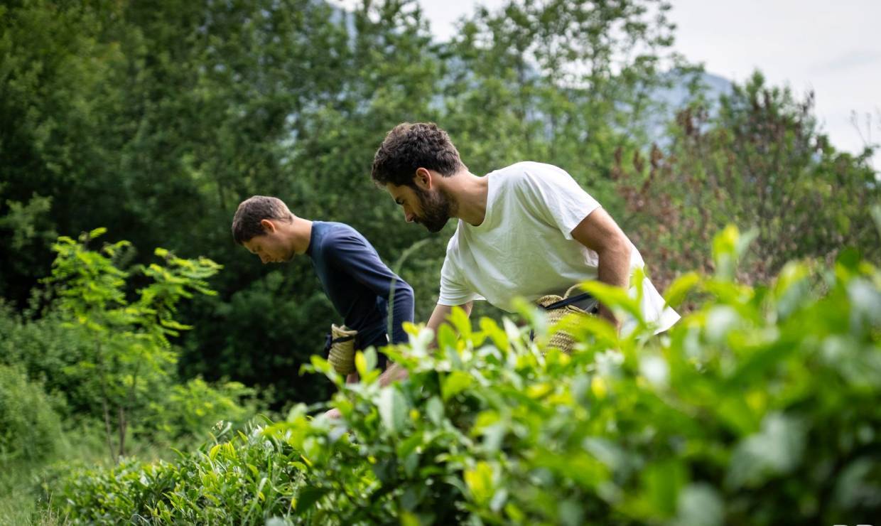 Thés de l'Arrieulat, cueillette © Pierre Meyer - AE Médias - Parc national des Pyrénées