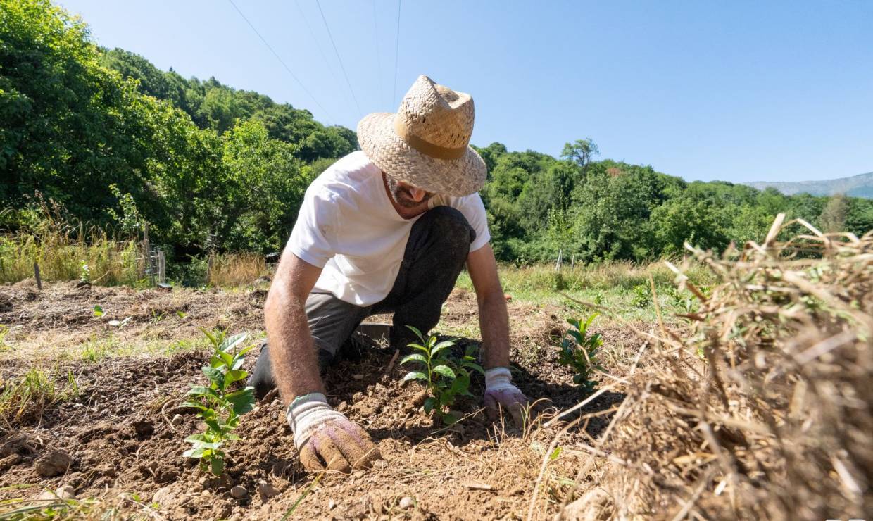 Thés de l'Arrieulat, plantation © Pierre Meyer - AE Médias - Parc national des Pyrénées
