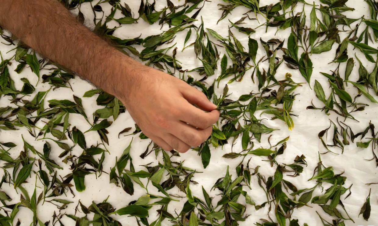 © Pierre Meyer - AE Médias - Parc national des Pyrénées