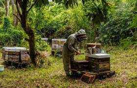 Magdi Fridmann dans ses ruches © Sebastien Conejero - Parc national de La Réunion