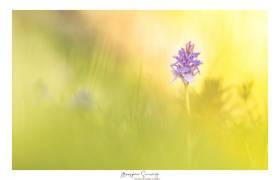 Vignette