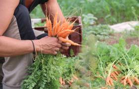 Carottes