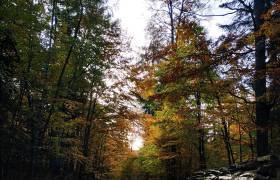 foret