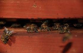 abeilles noires 