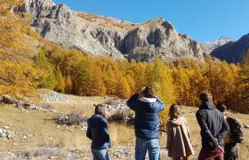 Sur les pas du loup