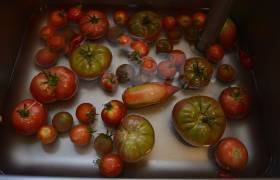 Les tomates - La P'tite bête du Champsaur © Vincent Dominique - Parc national des Ecrins