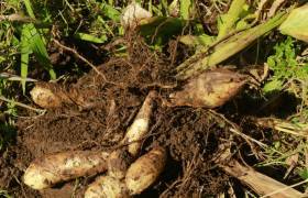 Rhizome arrow-root © Domaine de Picasso