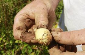 Rhizome arrow-root © Domaine de Picasso