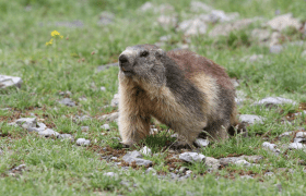 F. LUC - Parc national des Pyrénées