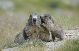 Marmottes Mercantour © Jacques Blanc - Parc national du Mercantour