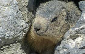 Marmottes Mercantour