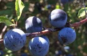 Prunellier