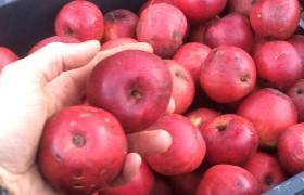 Une quarantaine de variétés de pommiers