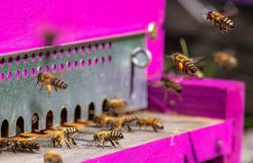 Abeilles Jean Jacques Daubert © Bertrand Bodin - Parc  national des Ecrins