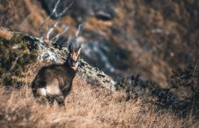 Observation matinale des chamois