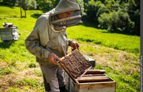 Apiculture