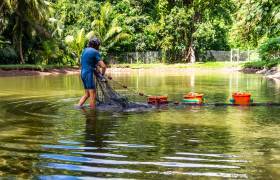 Parc aquacole - visite © Lara Balais - Parc national de la Guadeloupe