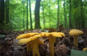 Girolles